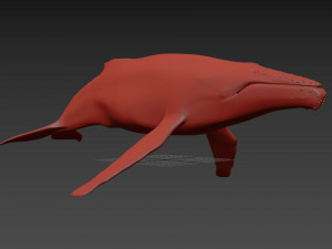 Accurate Humpback Whale 8K - 3d animated 3D Model