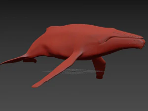 Accurate Humpback Whale 8K - 3d animated 3D Model