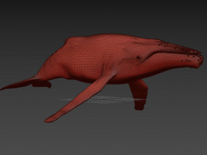 Accurate Humpback Whale 8K - 3d animated 3D Model