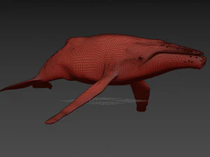 Accurate Humpback Whale 8K - 3d animated 3D Model