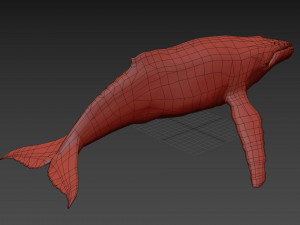 Accurate Humpback Whale 8K - 3d animated 3D Model