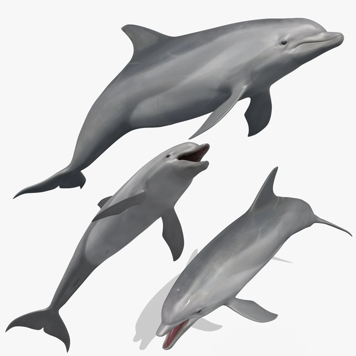 3D Animated Dolphin 3D Model .c4d .max .obj .3ds .fbx .stl .blend 