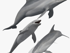 3D Animated Dolphin Model 3D