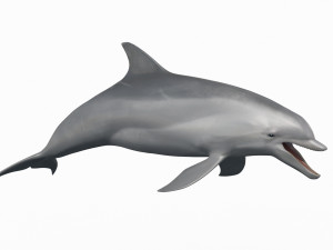 3D Animated Dolphin Modelo 3D