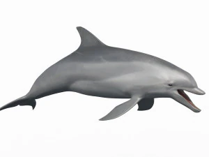 3D Animated Dolphin 3D Model