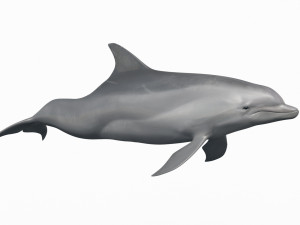 3D Animated Dolphin Modelo 3D