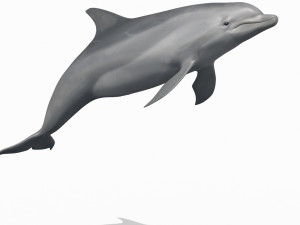 3D Animated Dolphin Modelo 3D