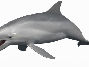 3D Animated Dolphin Modelo 3D