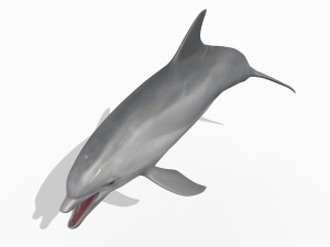 3D Animated Dolphin Modelo 3D