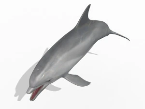 3D Animated Dolphin 3D Model
