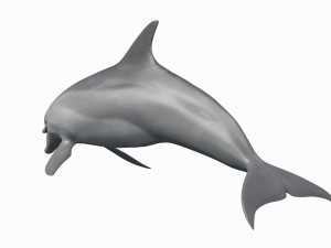 3D Animated Dolphin Modelo 3D