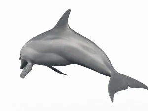 3D Animated Dolphin 3D Model