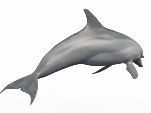 3D Animated Dolphin 3D Model