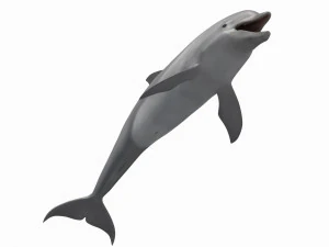 3D Animated Dolphin 3D Model