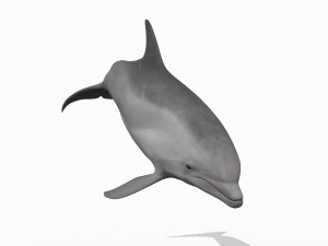 3D Animated Dolphin Modelo 3D