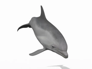 3D Animated Dolphin 3D Model
