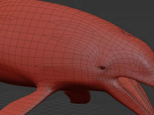 3D Animated Dolphin 3D Model