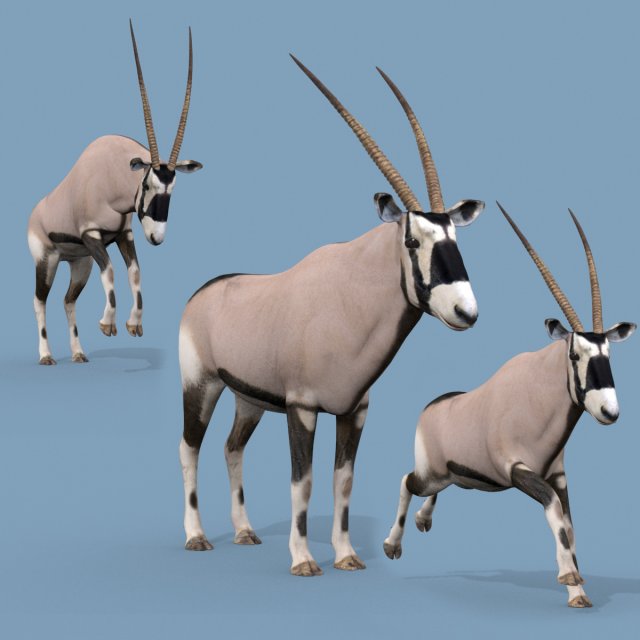 PRO Oryx 3D 모델 .c4d .max .obj .3ds .fbx .stl .blend 