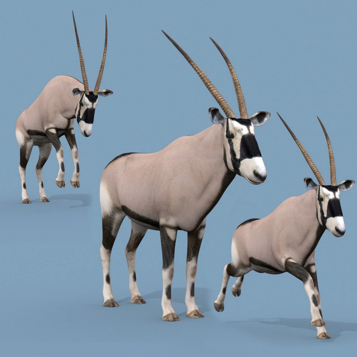 PRO Oryx 3D Model .c4d .max .obj .3ds .fbx .stl .blend 