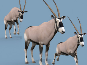 PRO Oryx 3D Model