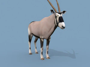 PRO Oryx 3D Model