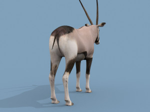 PRO Oryx 3D 모델