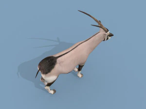 PRO Oryx 3D Model