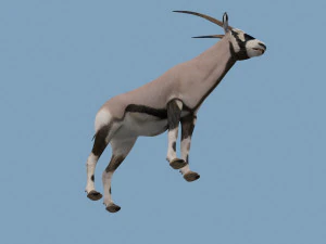 PRO Oryx 3D Model