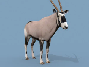 PRO Oryx 3D Model