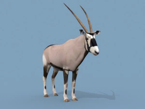 PRO Oryx 3D Model