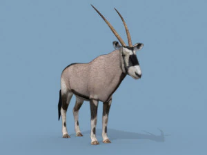 PRO Oryx 3D Model