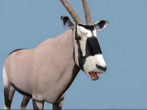 PRO Oryx 3D Model