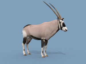 PRO Oryx 3D 모델