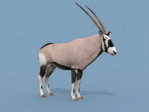 PRO Oryx 3D Model