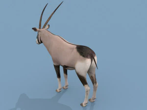 PRO Oryx 3D Model