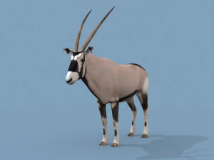 PRO Oryx 3D Model