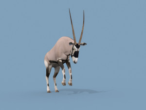 PRO Oryx 3D 모델