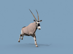 PRO Oryx 3D 모델