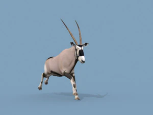 PRO Oryx 3D Model