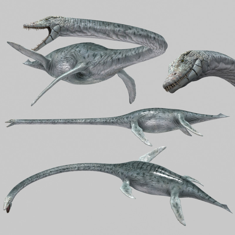 Real Plesiosaur Elasmosaur - 8K Modello 3D .c4d .max .obj .3ds .fbx .stl .blend 