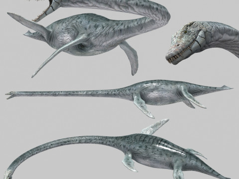 Real Plesiosaur Elasmosaur - 8K 3Dモデル