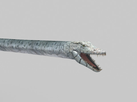 Real Plesiosaur Elasmosaur - 8K Modello 3D