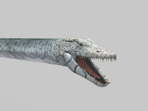 Real Plesiosaur Elasmosaur - 8K Modello 3D