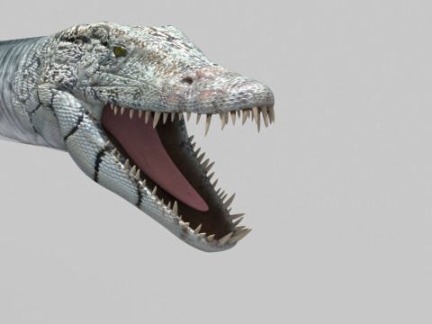 Real Plesiosaur Elasmosaur - 8K Modello 3D