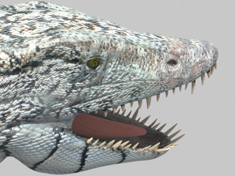 Real Plesiosaur Elasmosaur - 8K Modello 3D