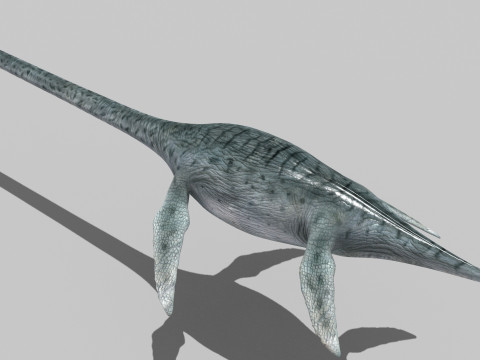 Real Plesiosaur Elasmosaur - 8K Modello 3D