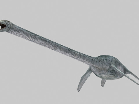 Real Plesiosaur Elasmosaur - 8K Modello 3D