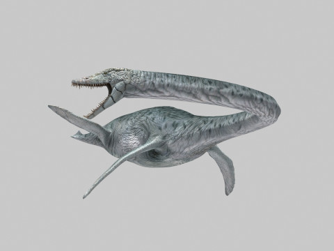 Real Plesiosaur Elasmosaur - 8K Modello 3D