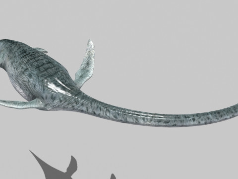 Real Plesiosaur Elasmosaur - 8K Modello 3D