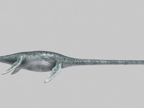 Real Plesiosaur Elasmosaur - 8K Modello 3D